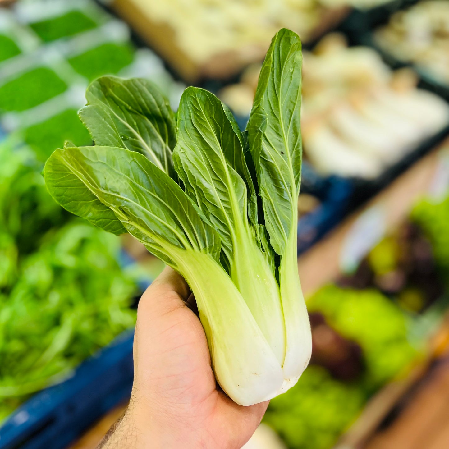 Pak Choi