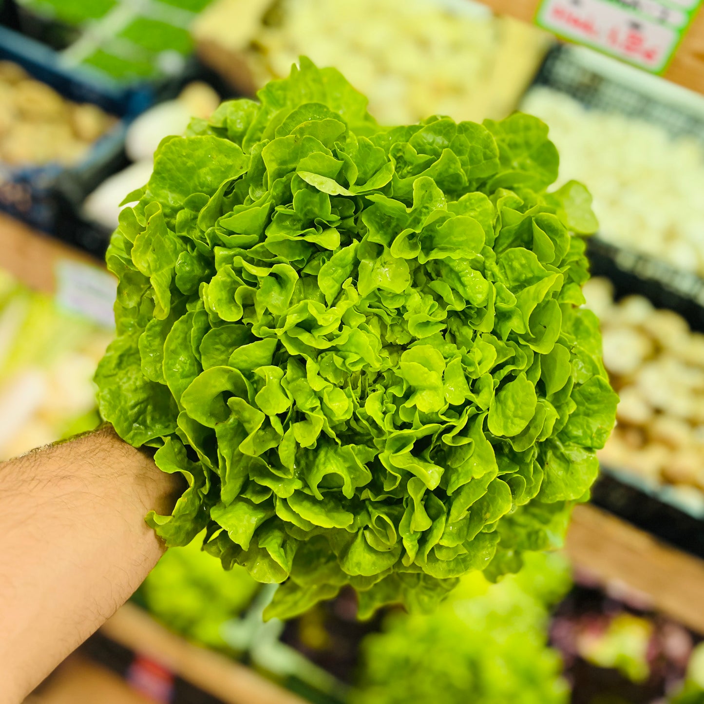 Novita-Salat