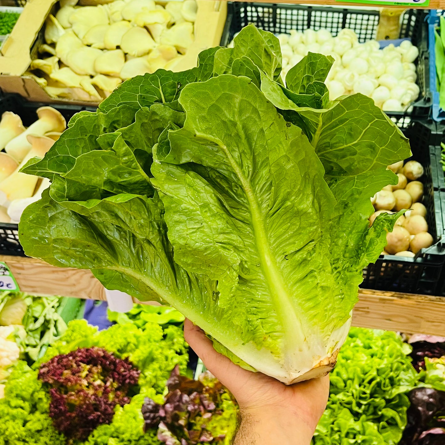 Romana Salat