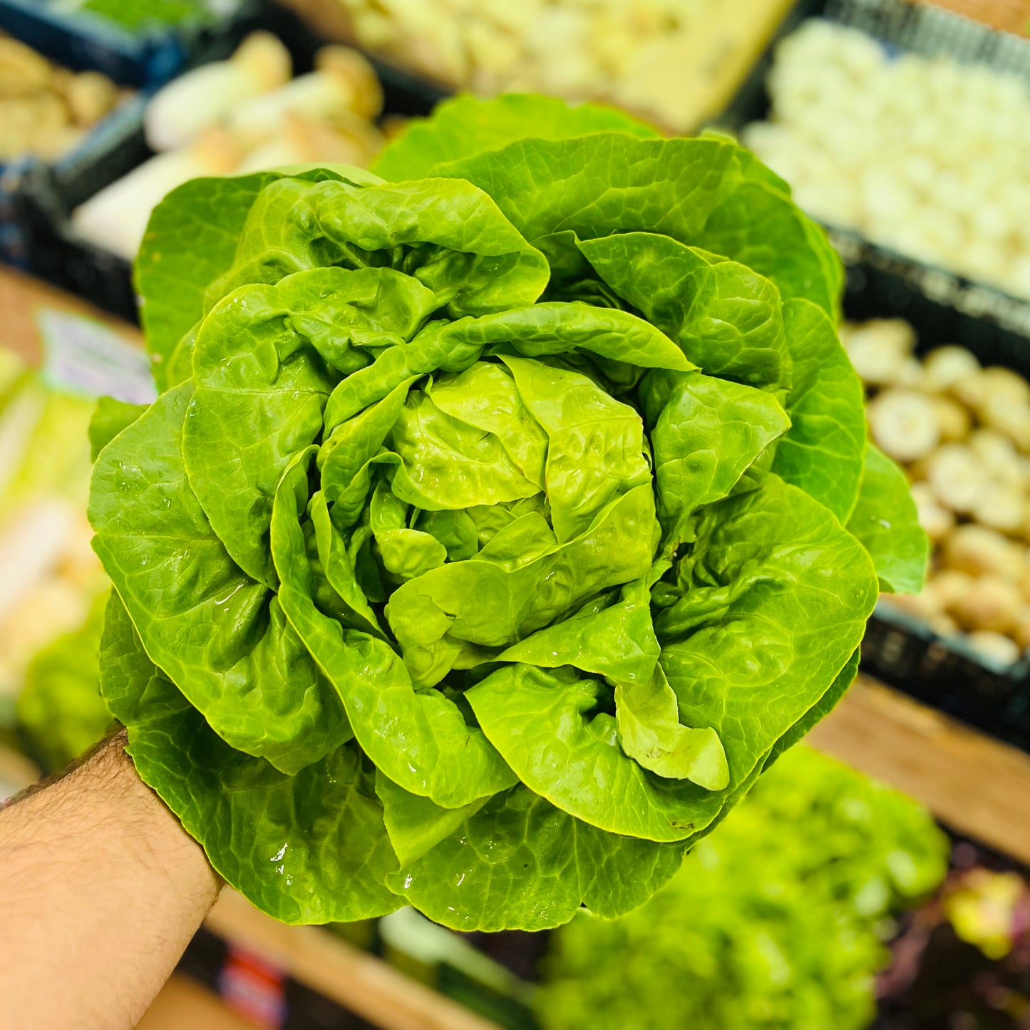 Kopfsalat