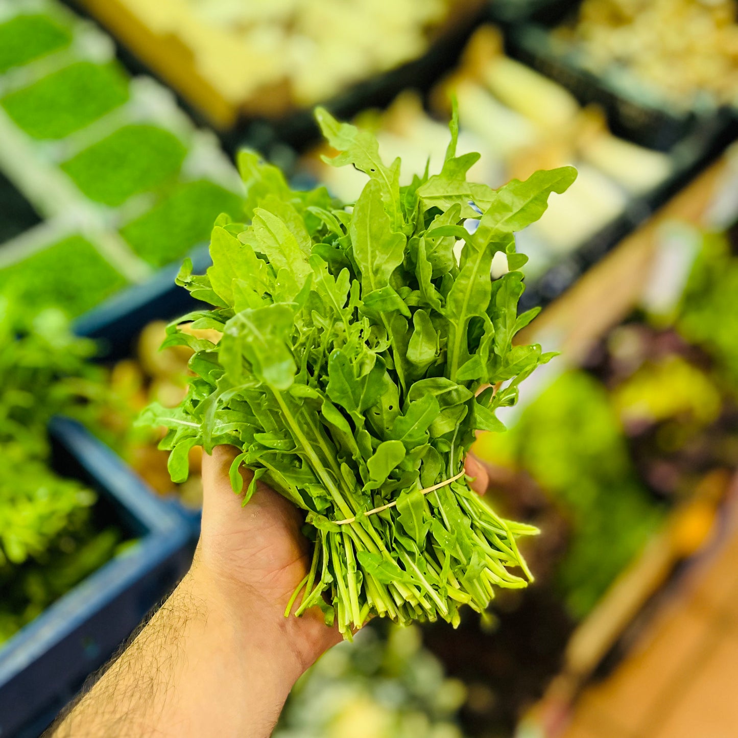 Rucola