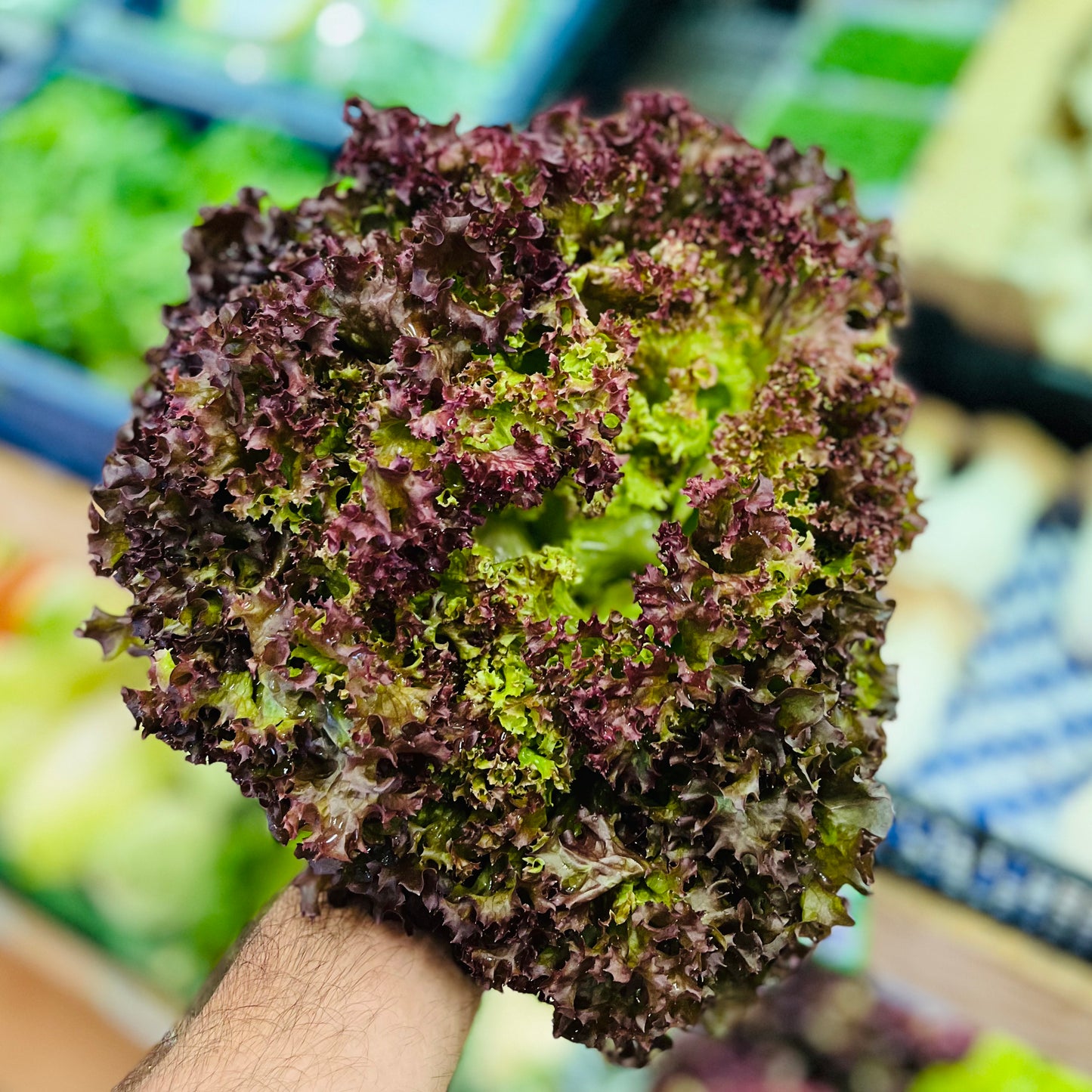 Lollo Rosso Salat