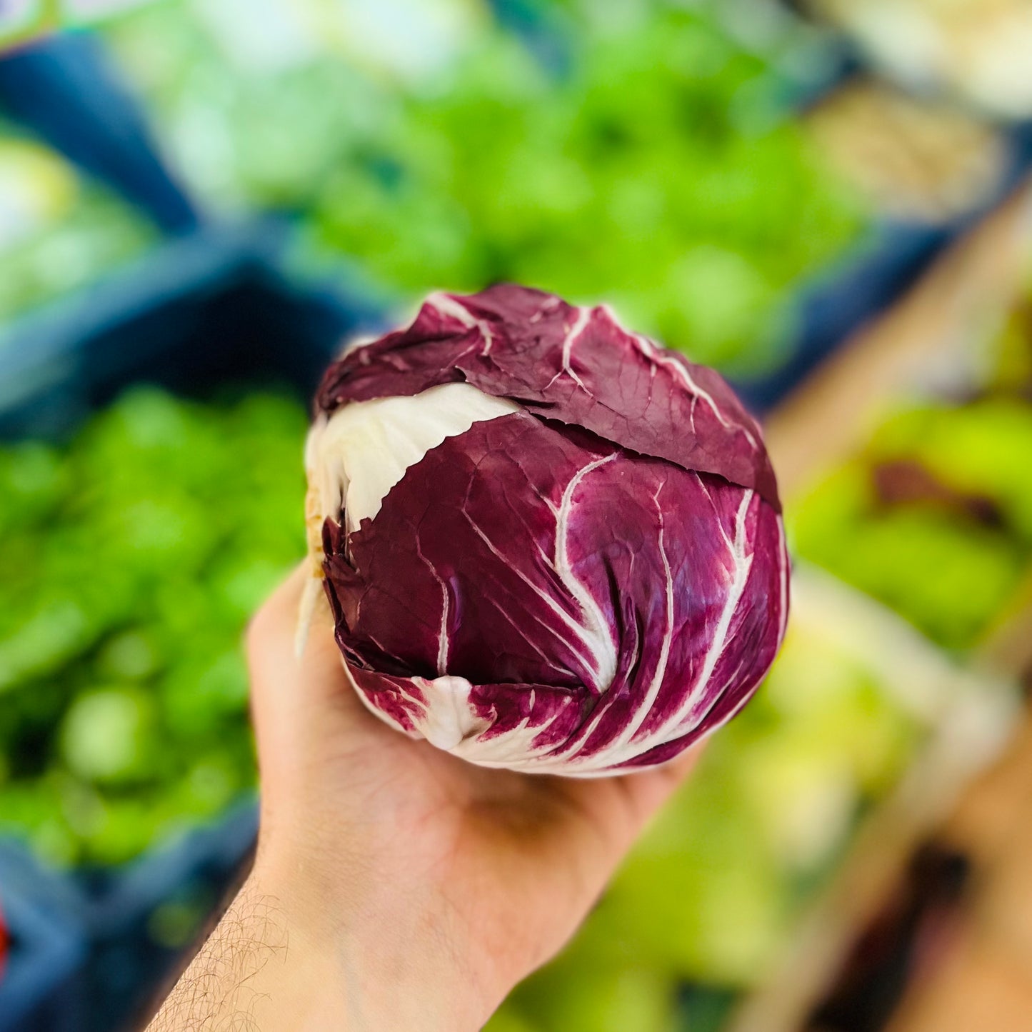 Radicchio