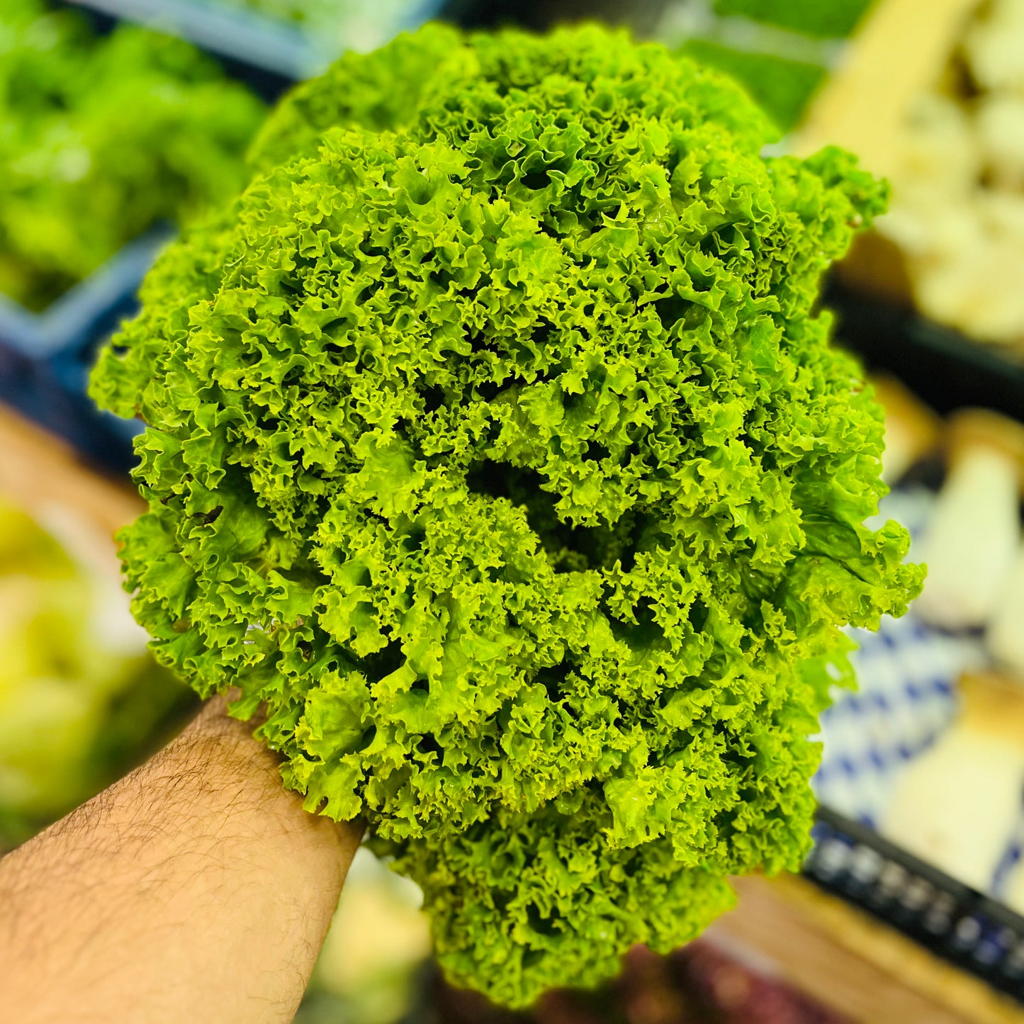 Lolo Grün Salat