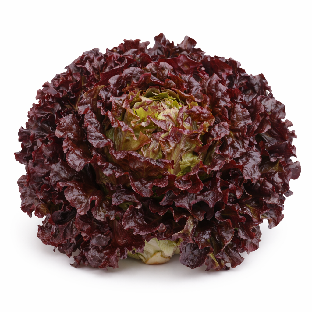 Eichblatt-Salat