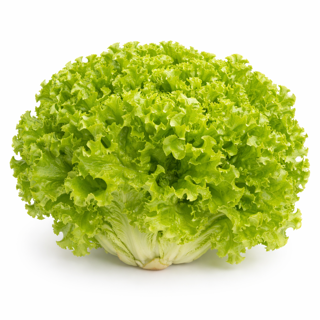 Lolo Grün Salat