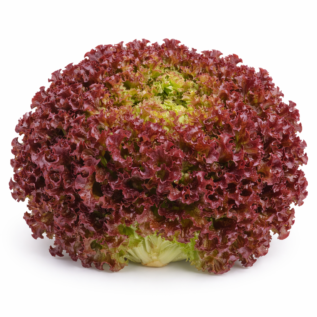 Lollo Rosso Salat