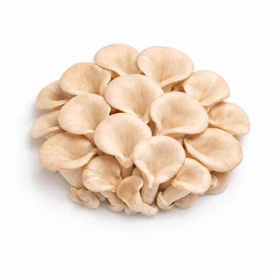 Austernpilze 100g