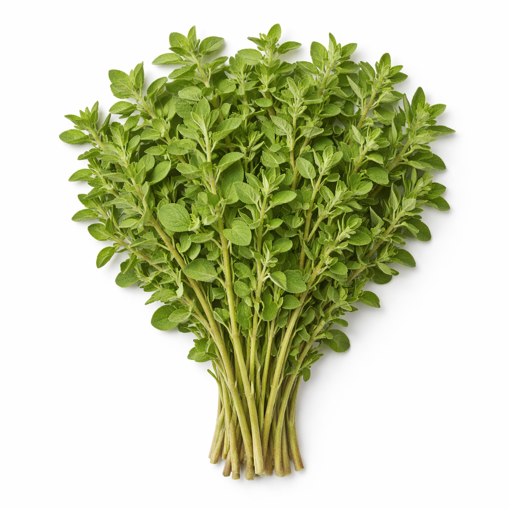 Oregano im Bund