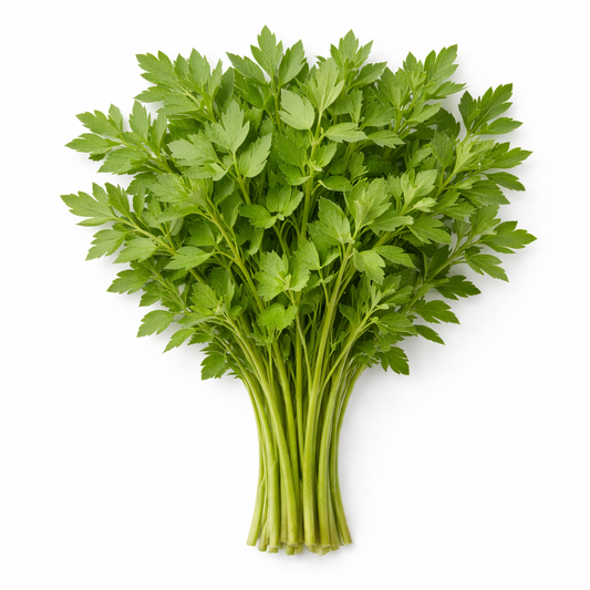 Liebstöckel im Bund